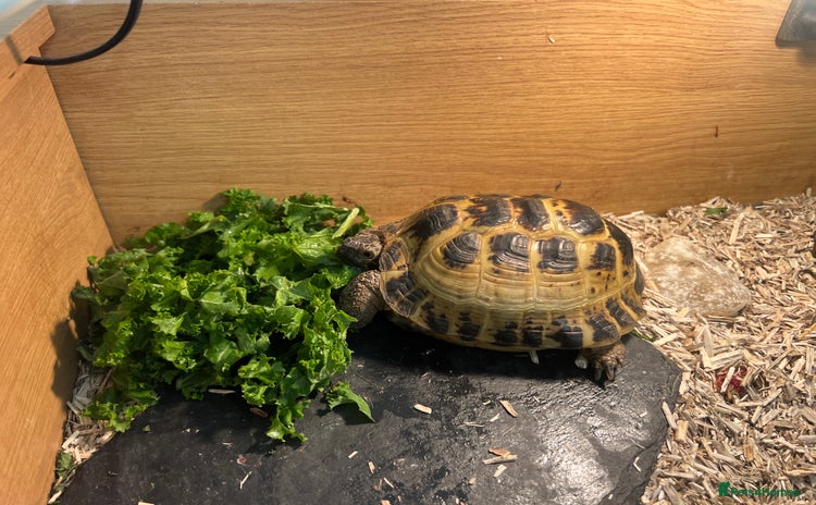 Tortoise reptiles Tortoise horsfield  - Advert 2