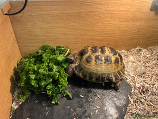 Tortoise reptiles Tortoise horsfield - Advert 1
