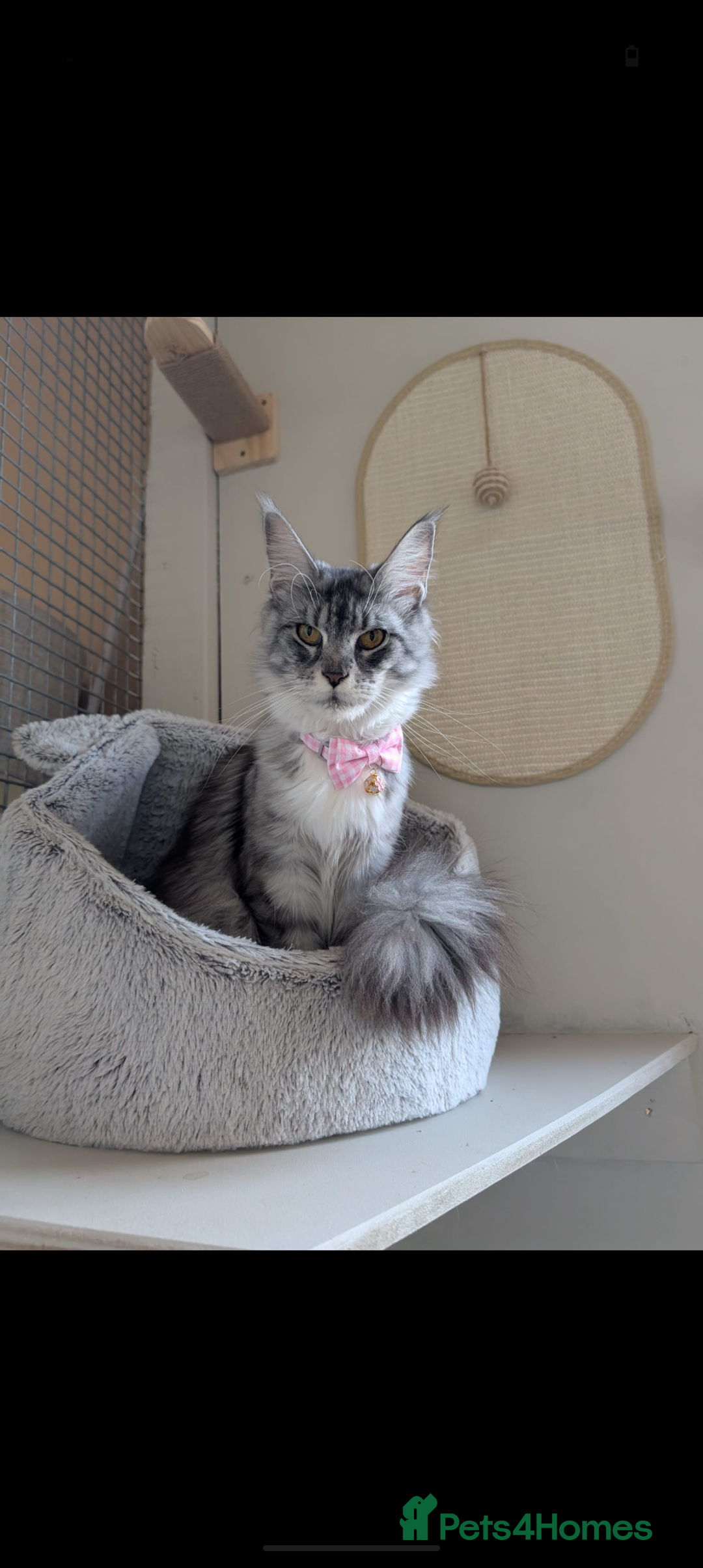 Maine Coon cats for sale: Tica Pedigree Maine coon queen - Advert 4
