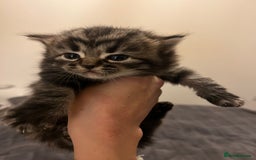 British Shorthair cats for sale: 4 Beautiful British Shorthair cross Kittens  - Image 15