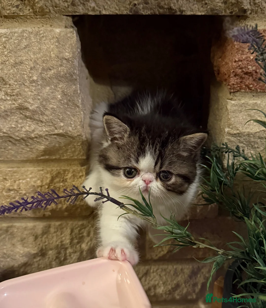 Exotic cats for sale: Outstanding Exotic Boy & Persian Girl - Advert 1