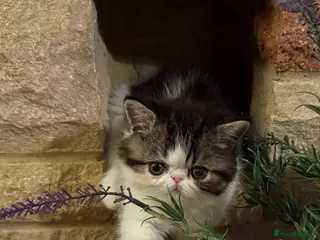 Exotic cats Outstanding Exotic Boy & Persian Girl - Advert 1