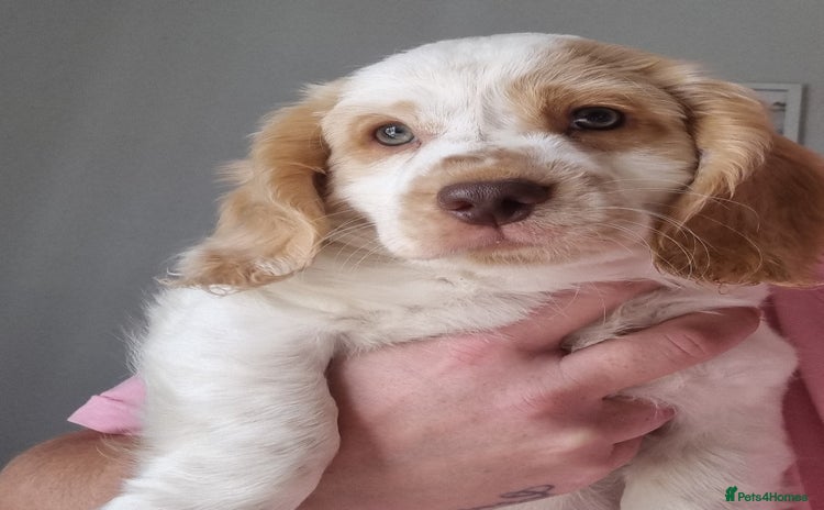 Cockapoo dogs in Rotherham - Advert 10