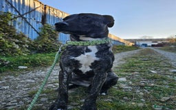 Mixed Breed dogs for adoption: A Beautiful and Gentle Girl - for a Loving Home - Image 15