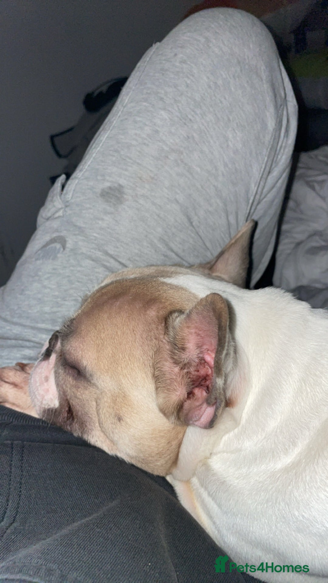 French Bulldog dogs for sale: Harley-Loving Female French Bulldog pet free home - Advert 2