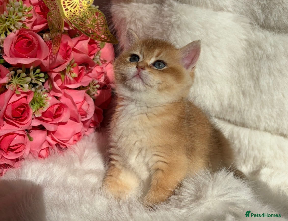 British Shorthair cats Exquisite Show quality TICA Reg Golden Babies - Advert 15