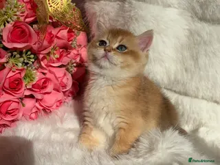 British Shorthair cats Exquisite Show quality TICA Reg Golden Babies - Advert 15