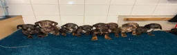 Dachshund dogs for sale: Miniature dachshund - Advert 37