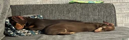 Miniature Dachshund dogs for sale: 2x adult minute dachund  - Advert 14