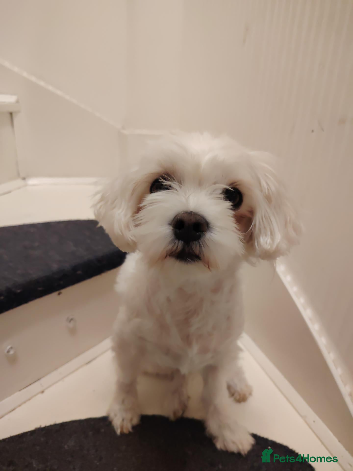 Maltese dogs Little princess  - Advert 1
