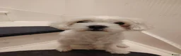 Maltese dogs for sale: Little princess  - Advert 1