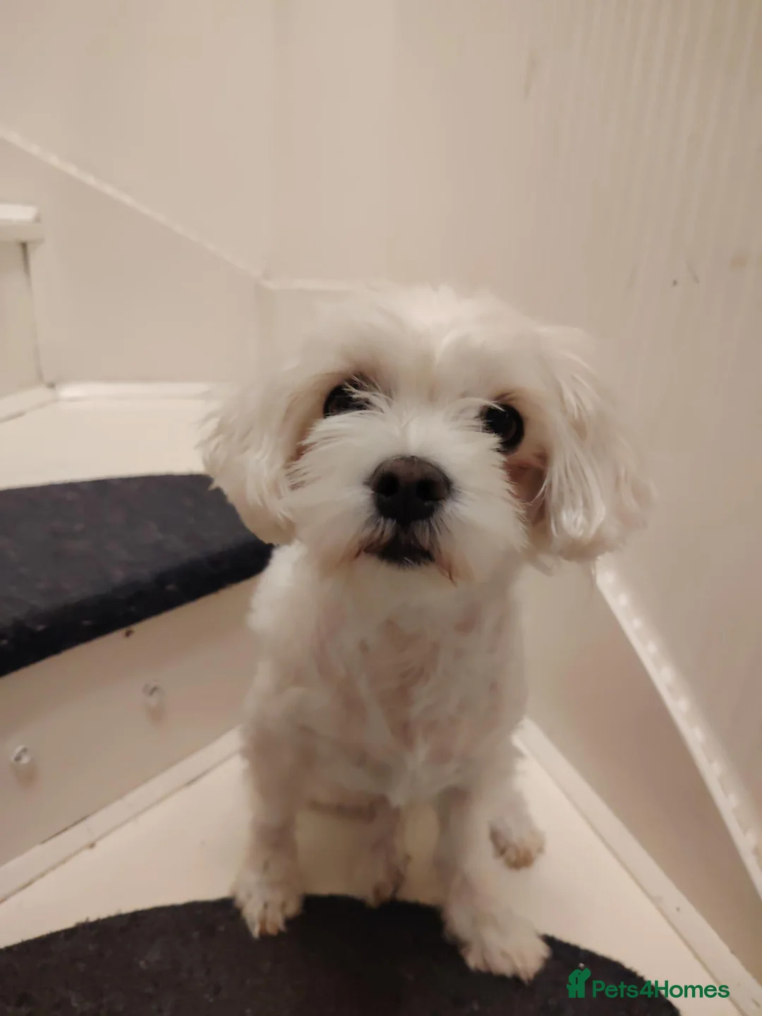 Maltese dogs for sale: Little princess  - Advert 1