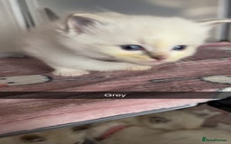 Ragdoll cats for sale: Beautiful pure ragdoll kittens  - Advert 6