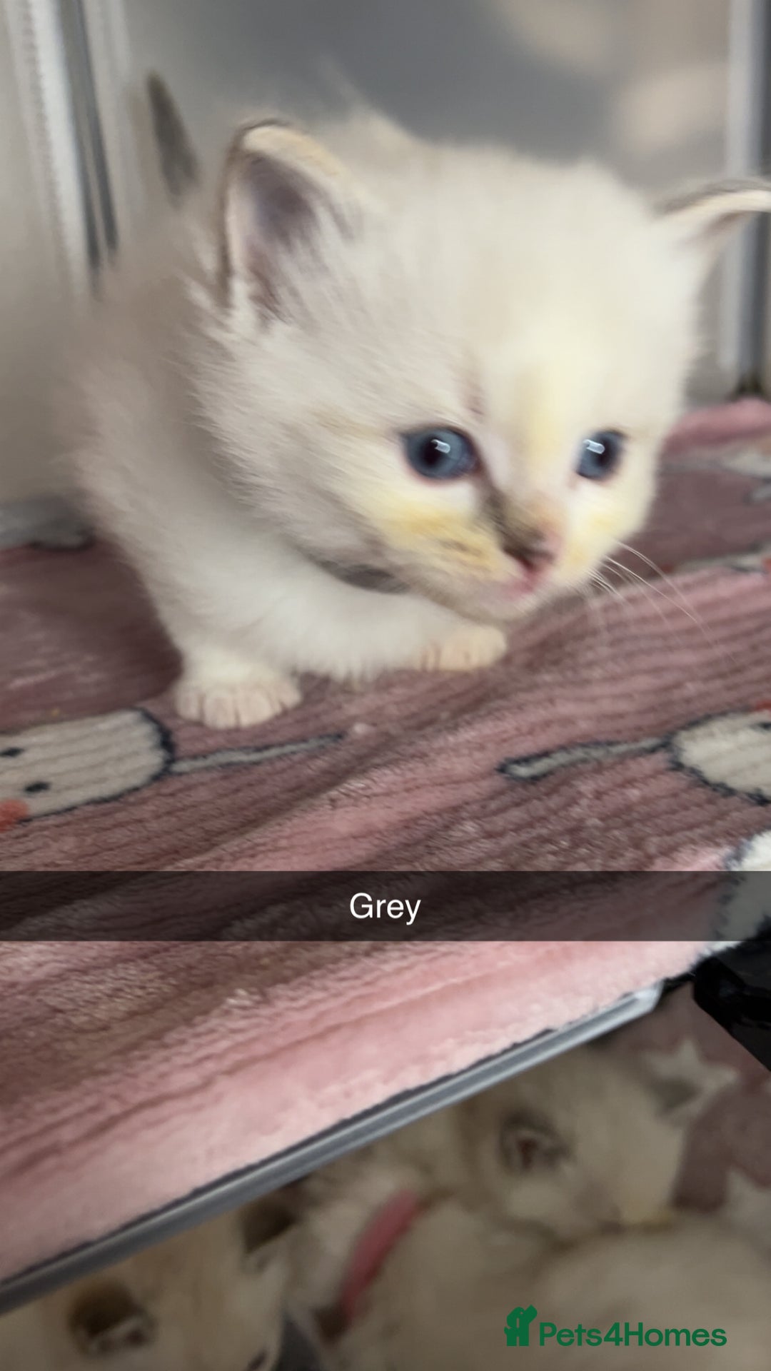 Ragdoll cats for sale: Beautiful pure ragdoll kittens  - Advert 6