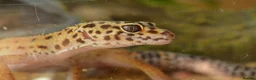 Leopard Gecko reptiles for sale: Leopard Gecko for Adoption in Northampton - Advert 2