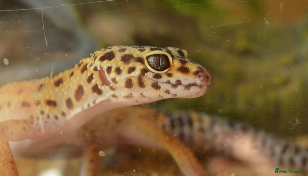 Leopard Gecko reptiles for sale: Leopard Gecko for Adoption in Northampton - Advert 2