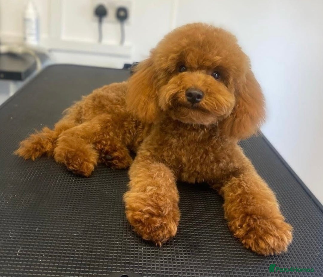 Cavapoo dogs for sale: Extensively health tested toy cavapoos red  - Advert 5