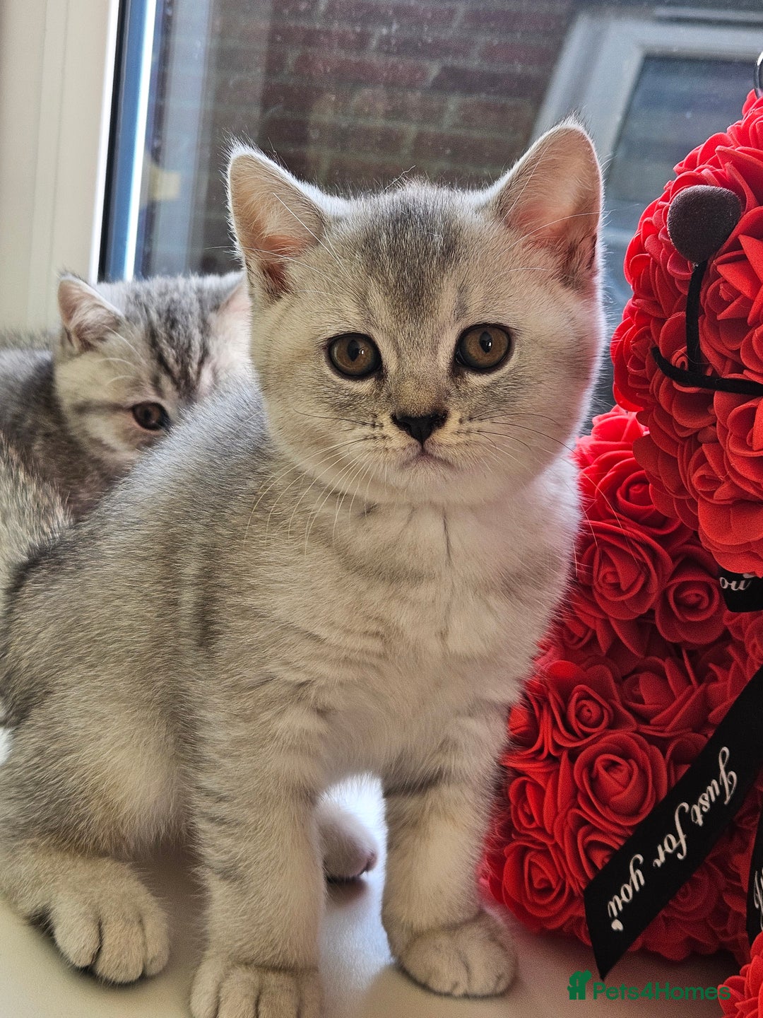 British Shorthair cats for sale: British shothair kittens  - Image 5