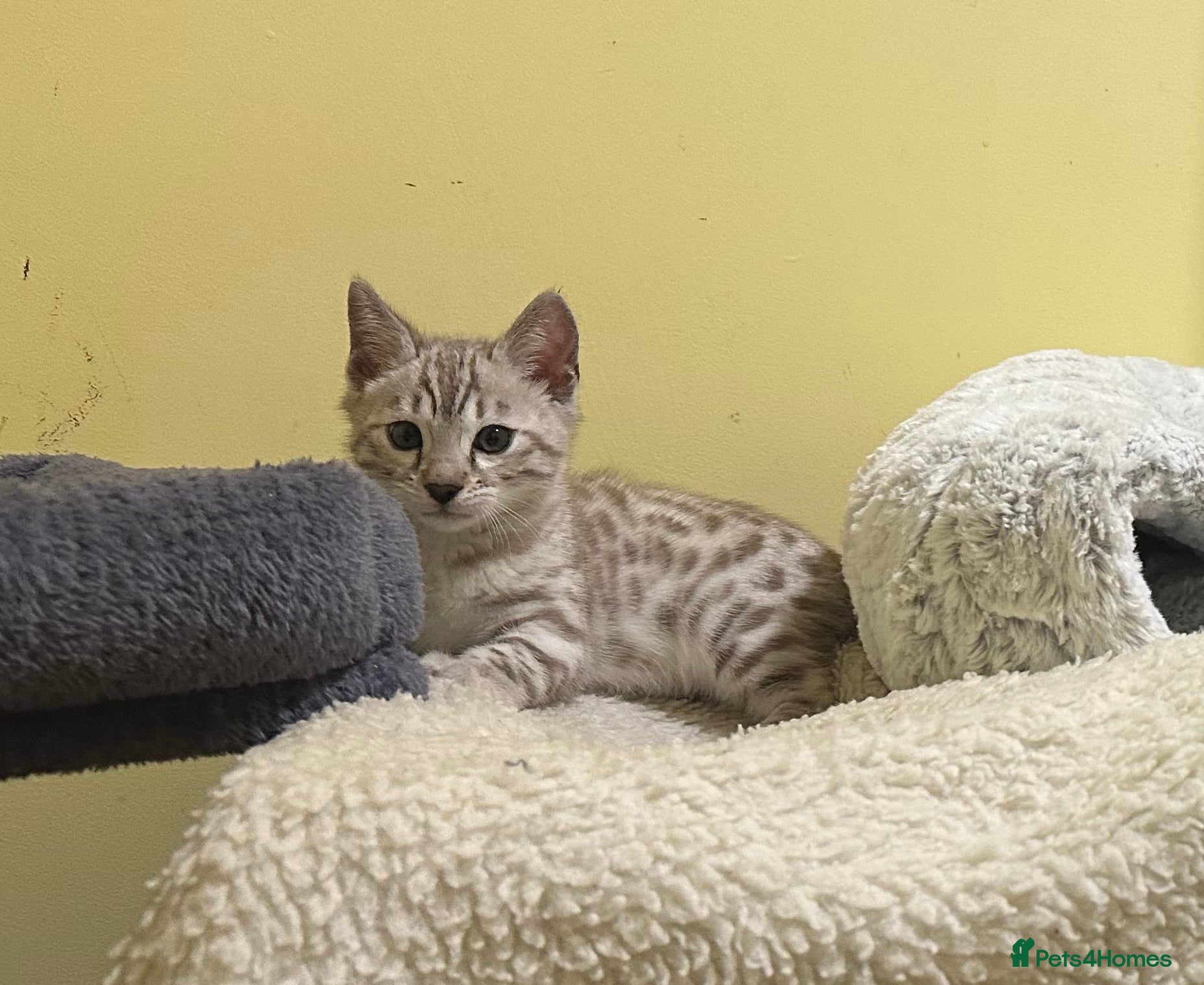 Bengal cats Pure Bred Bengal Kitten- Male - Advert 9