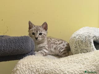 Bengal cats Pure Bred Bengal Kitten- Male - Advert 5