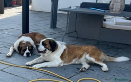 Saint Bernard dogs for sale: KC Registered St. Bernards For Sale! - Image 4