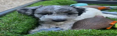 Cockapoo 2