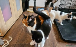 Selkirk Rex cats for sale: Adorable Selkirk Rex Kittens (Straight ) - Image 30