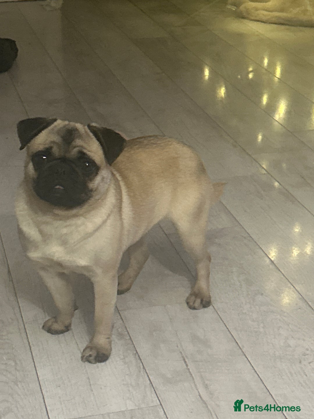 Pug dogs for sale: ** 10 MONTH PUG FEMALE ** - Advert 2