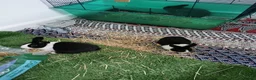 Dutch rabbits for sale: Black and white Dutch doe 9 weeks old in Burnley - Advert 4
