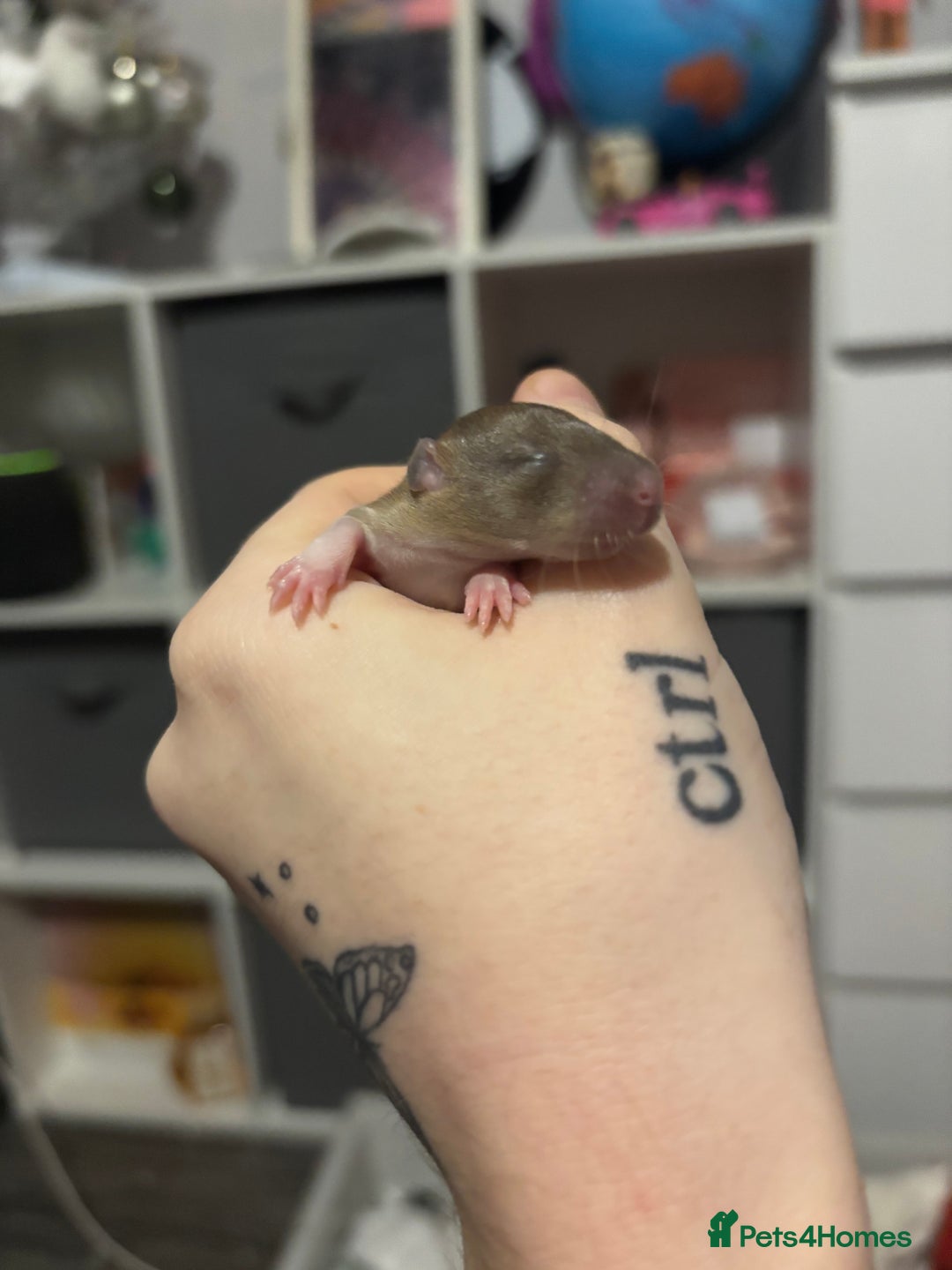 Rat rodents for sale: BABY RATS FOR SALE ( end of jan / start of feb) - Advert 16