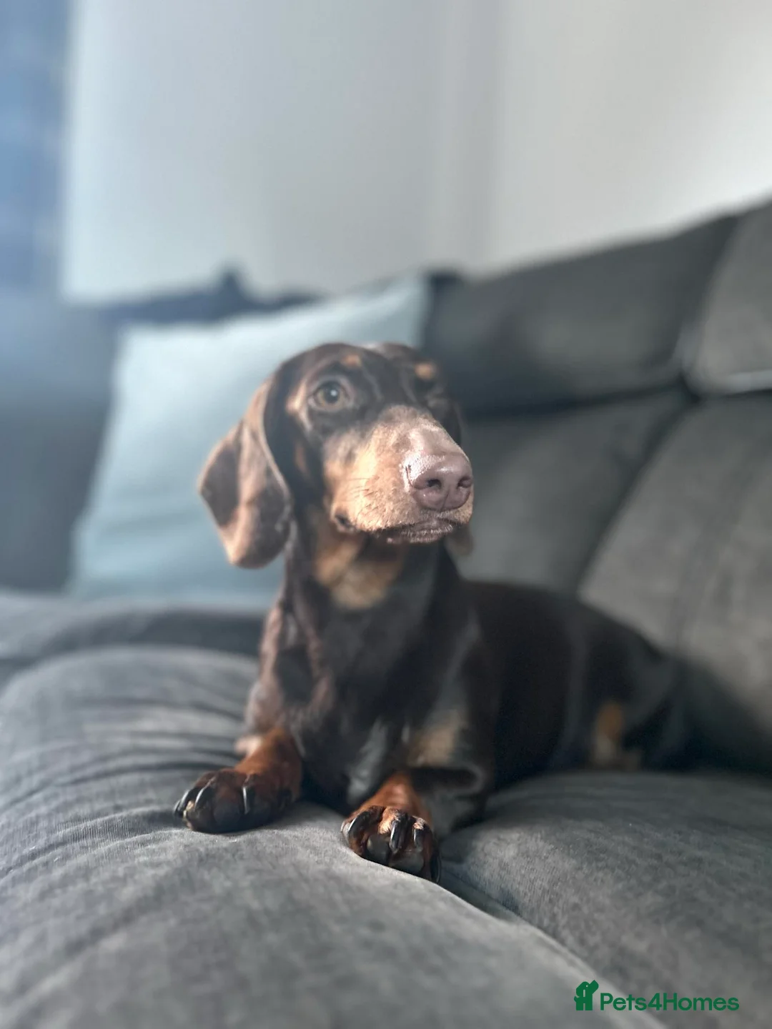 Dachshund dogs for sale: Dachshund (sausage dogs) READY NOW - Advert 5