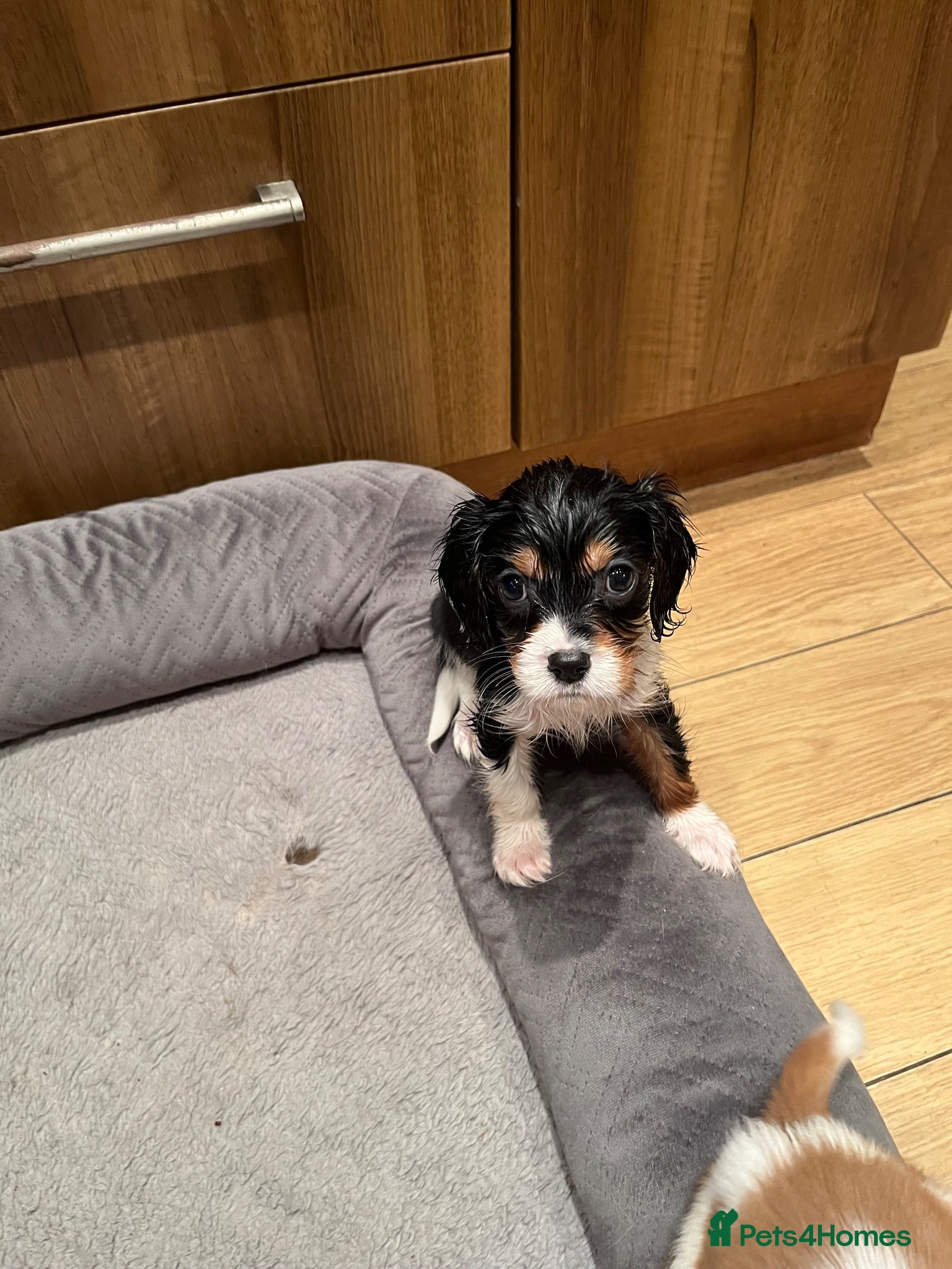 Cavalier King Charles Spaniel dogs Cavalier kings Charles puppies needing new homes  - Advert 8