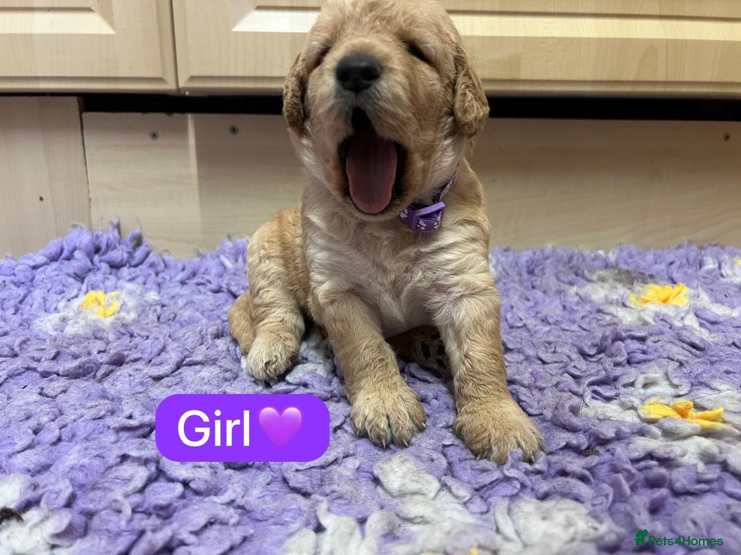 Labradoodle dogs for sale: Gorgeous labradoodle puppies - Advert 20