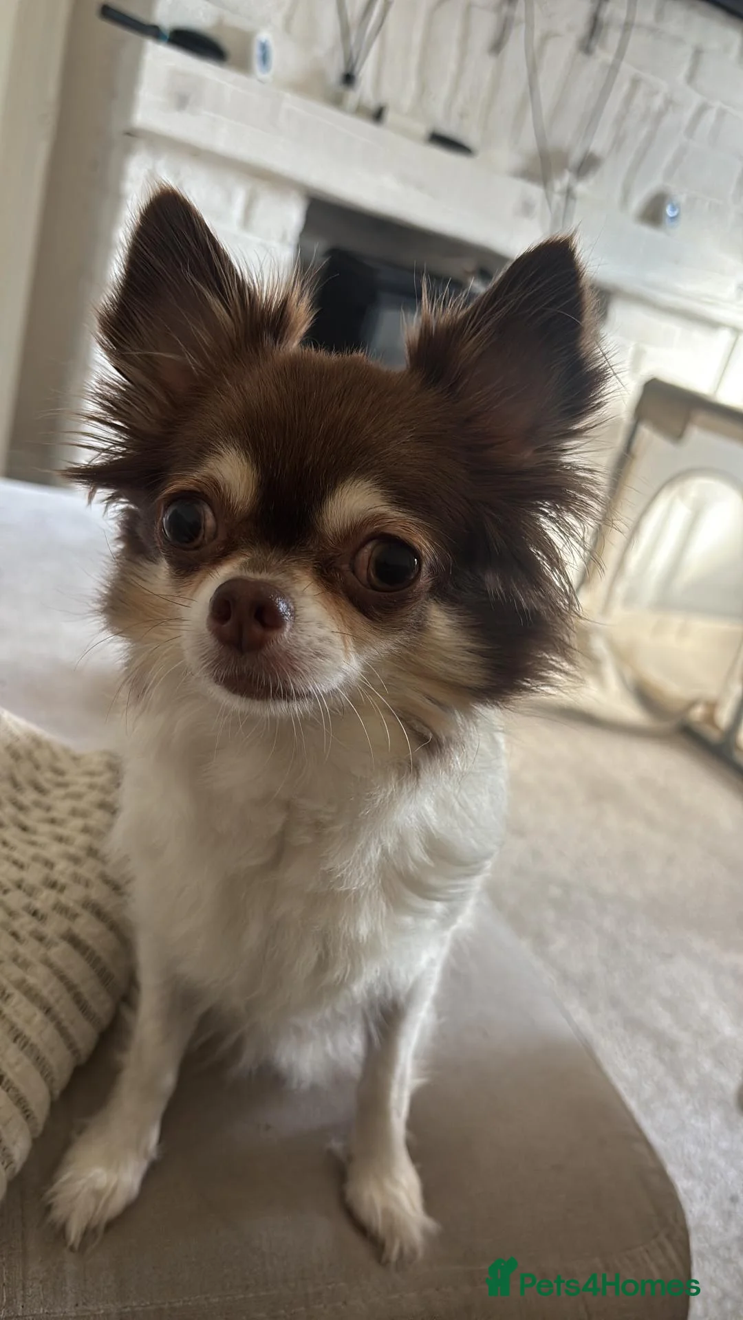 Chorkie dogs for sale: Chorkie Pups - Advert 1