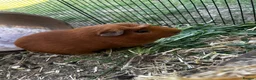Guinea Pig rodents for sale: Two bonded males  - Advert 1