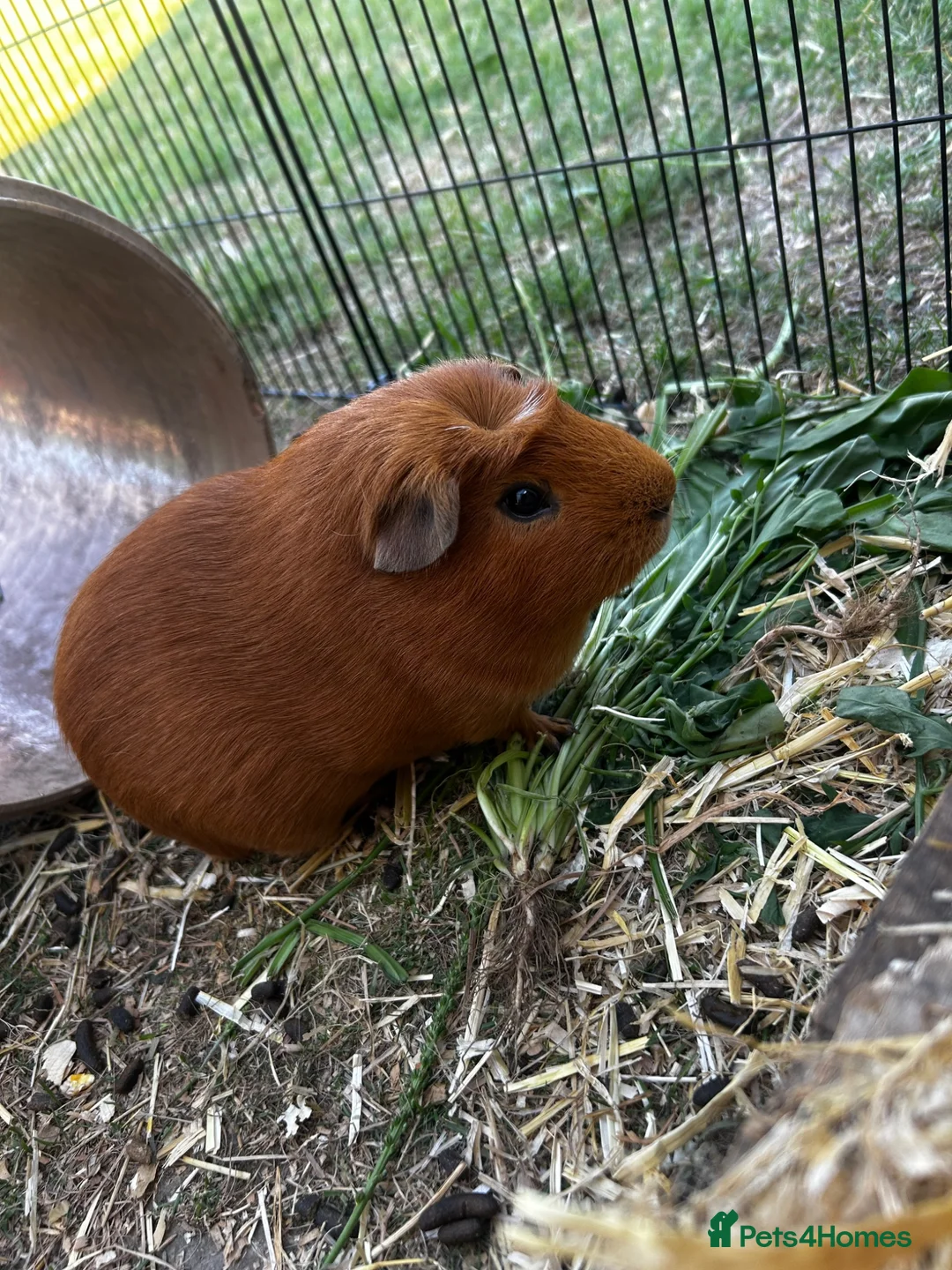 Guinea Pig rodents for sale: Two bonded males  - Advert 1