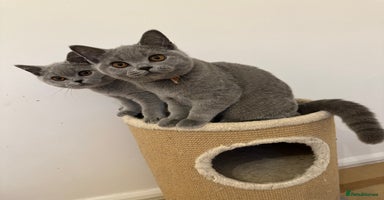 British Shorthair cats in Cheltenham - Advert 5
