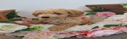 Maltipoo dogs for sale: Maltipoo puppies ready now  - Advert 6