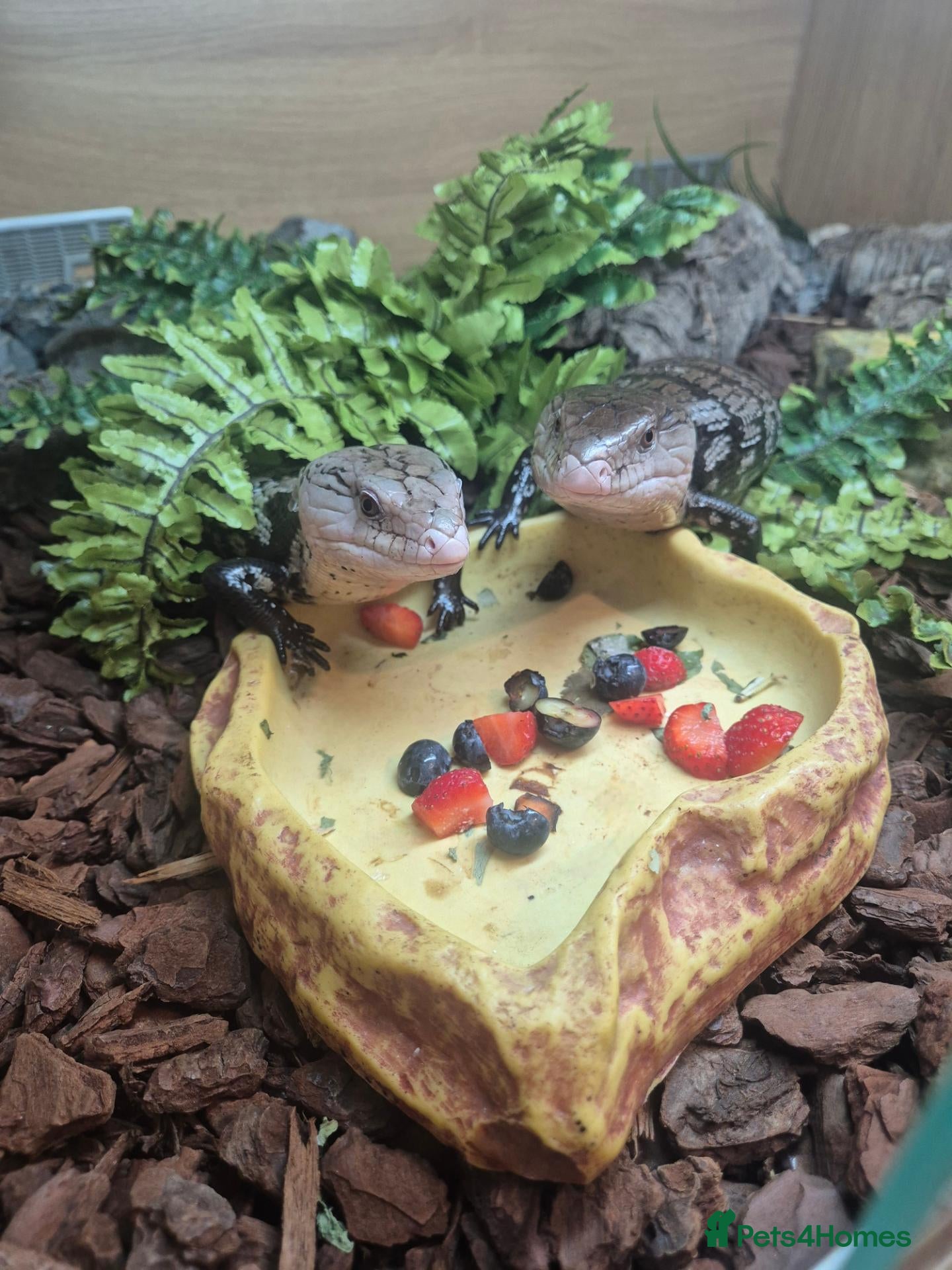Mixed Breed invertebrates Reptile, lizards, crested gecko, snake collection  - Advert 1