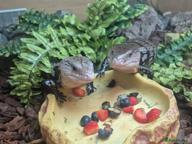 Mixed Breed invertebrates for sale: Reptile, lizards, crested gecko, snake collection - Advert 1