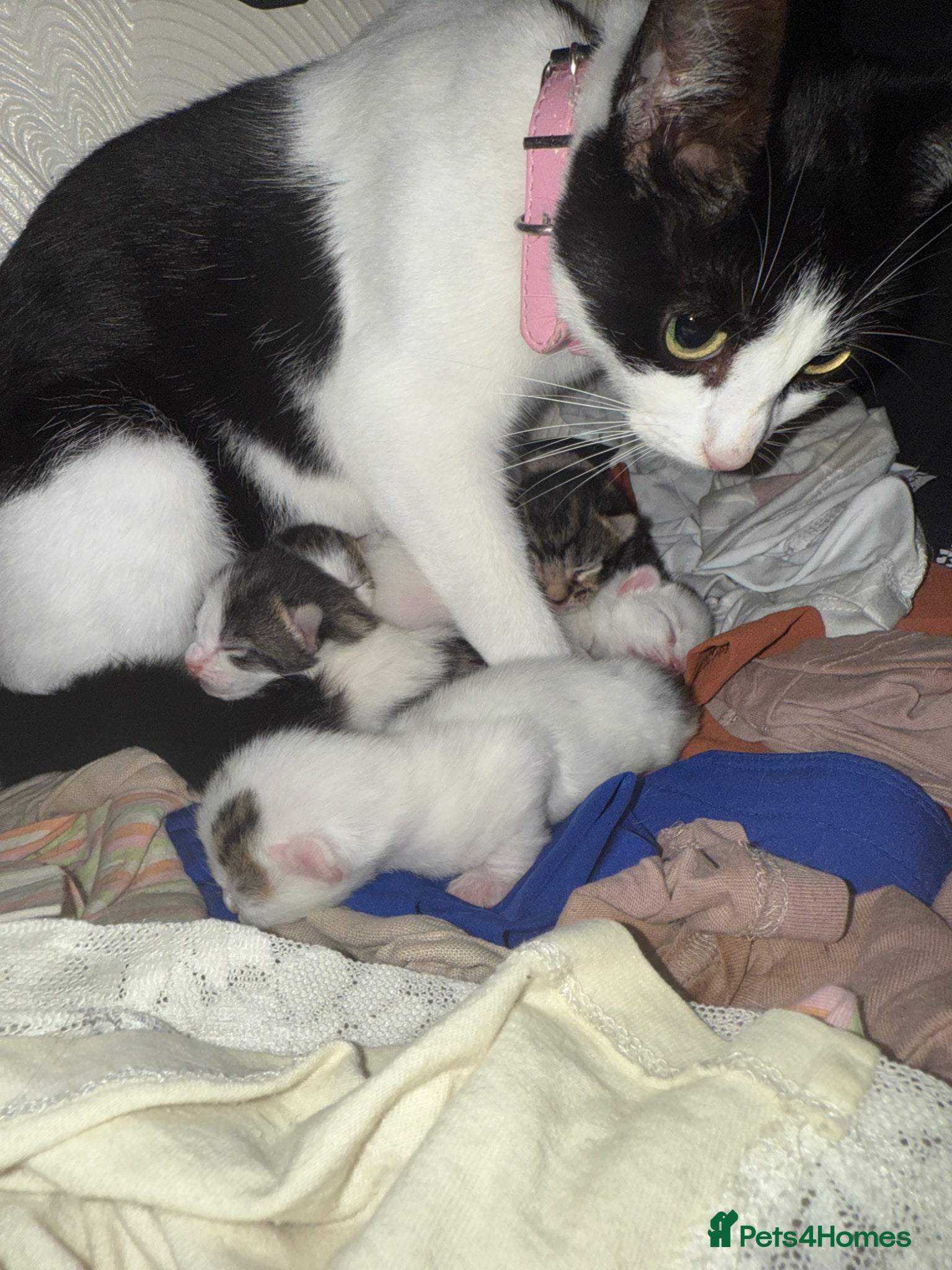 Mixed Breed cats 4 bundles of joy ready now - Advert 2