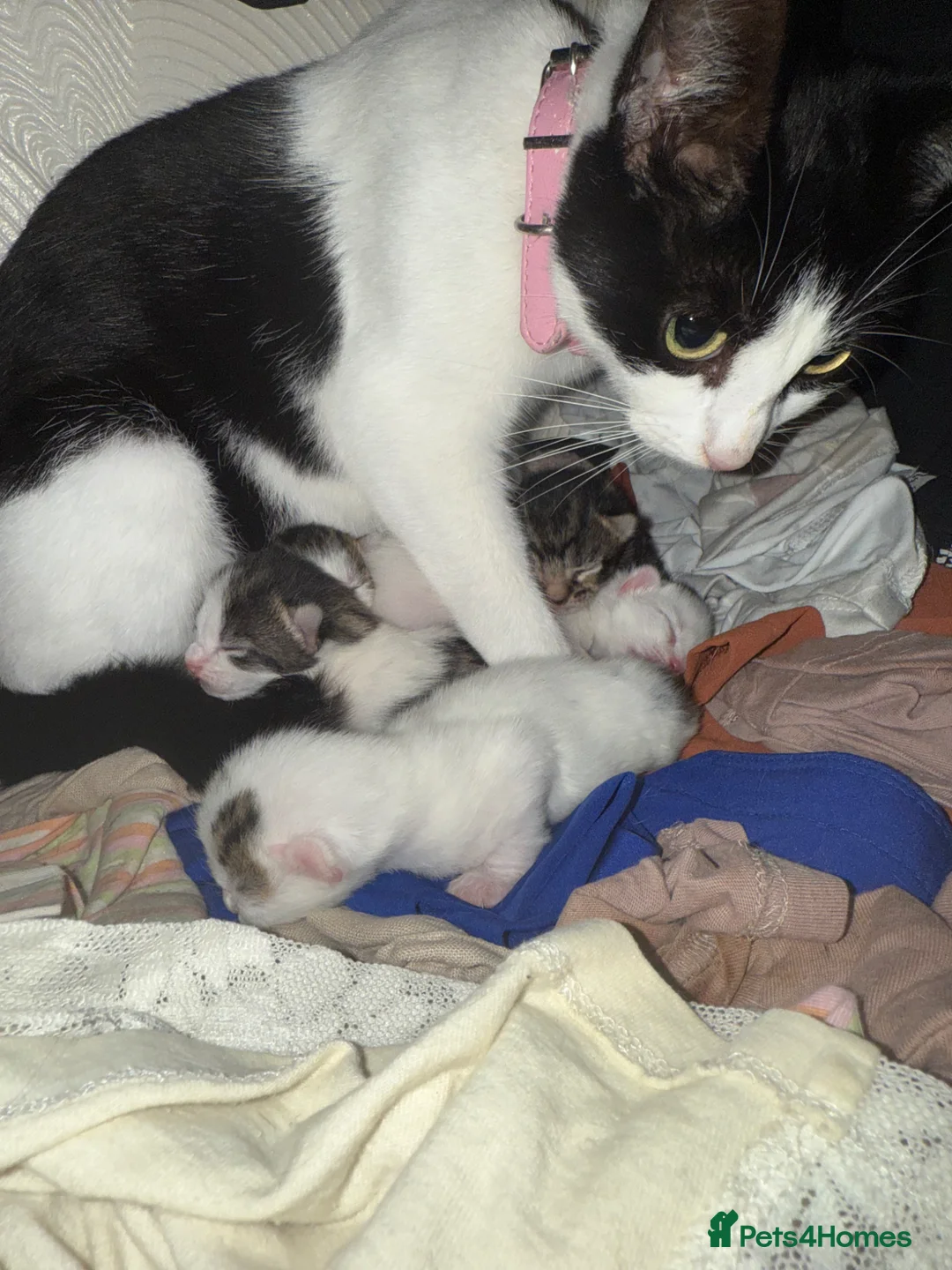 Mixed Breed cats for sale: 4 bundles of joy ready now - Advert 1