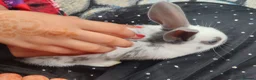 English Spot rabbits for sale: Pure English spot babies  - Advert 4