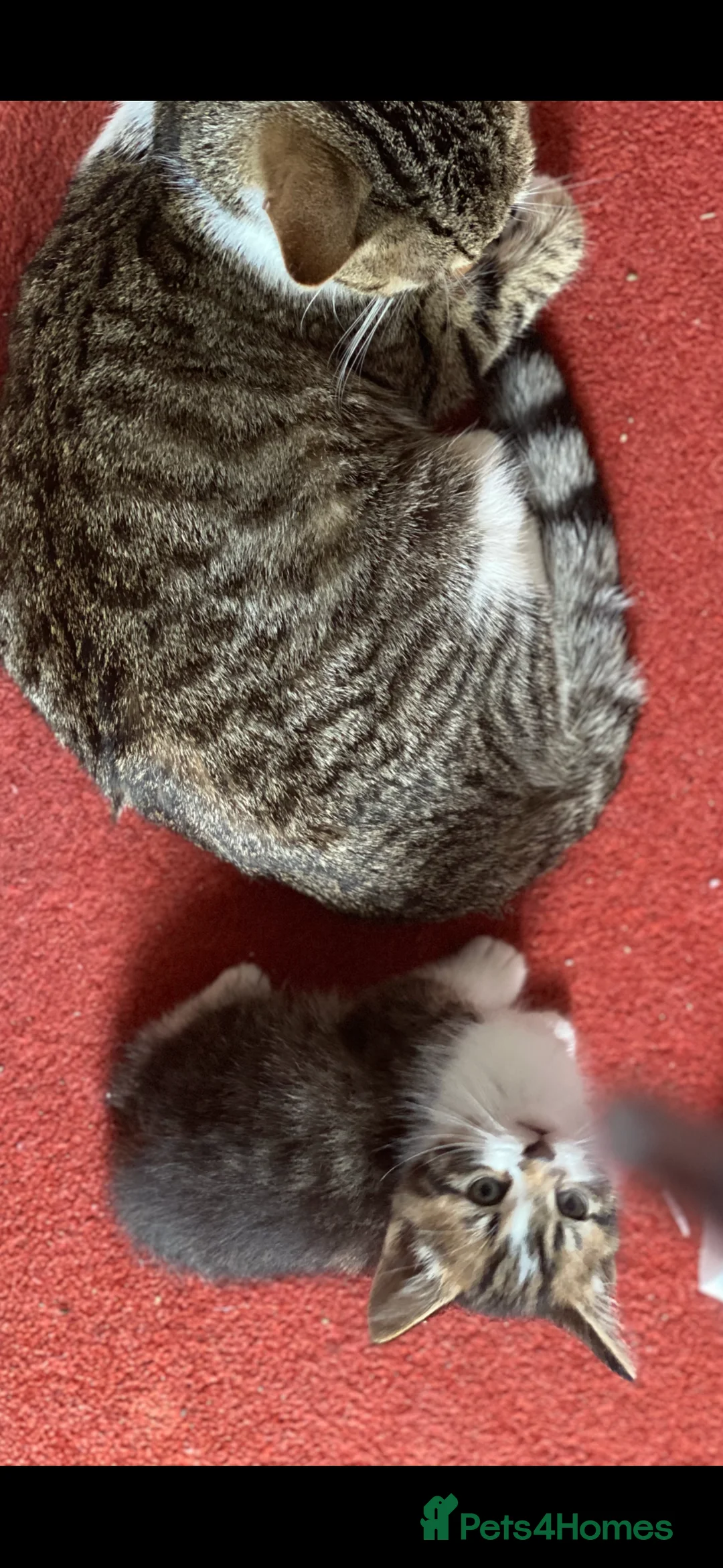Mixed Breed cats for sale: 8 week old kittens  - Advert 1
