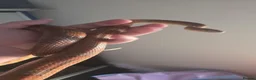 Corn Snake reptiles for sale: 2 common corn snakes - Advert 4