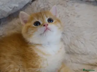 British Shorthair cats BSH Golden boys TICA Reg - Advert 9