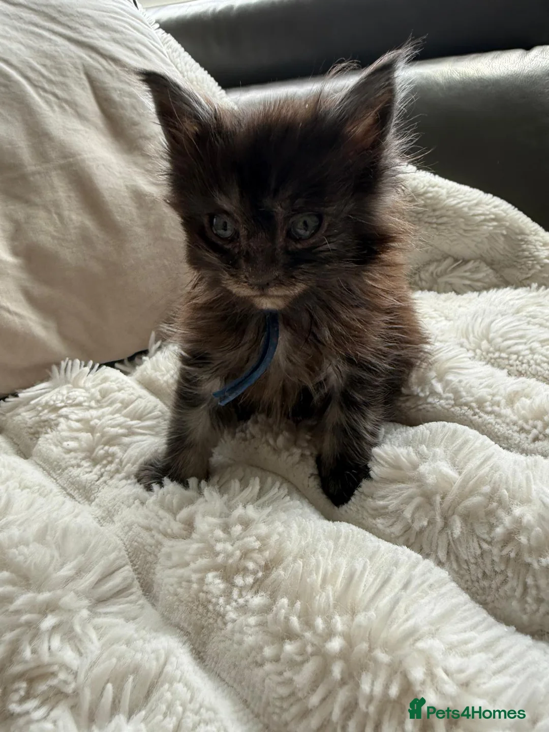Maine Coon cats for sale: Maine Coon kittens ✨ Looking for forever homes - Advert 2