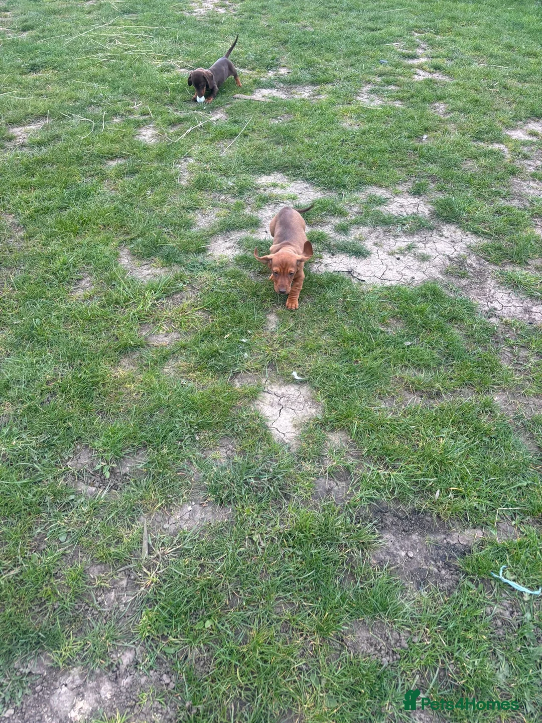 Dachshund dogs for sale: Dachshund  - Advert 1