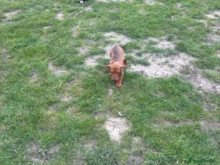 Dachshund dogs Dachshund - Advert 19