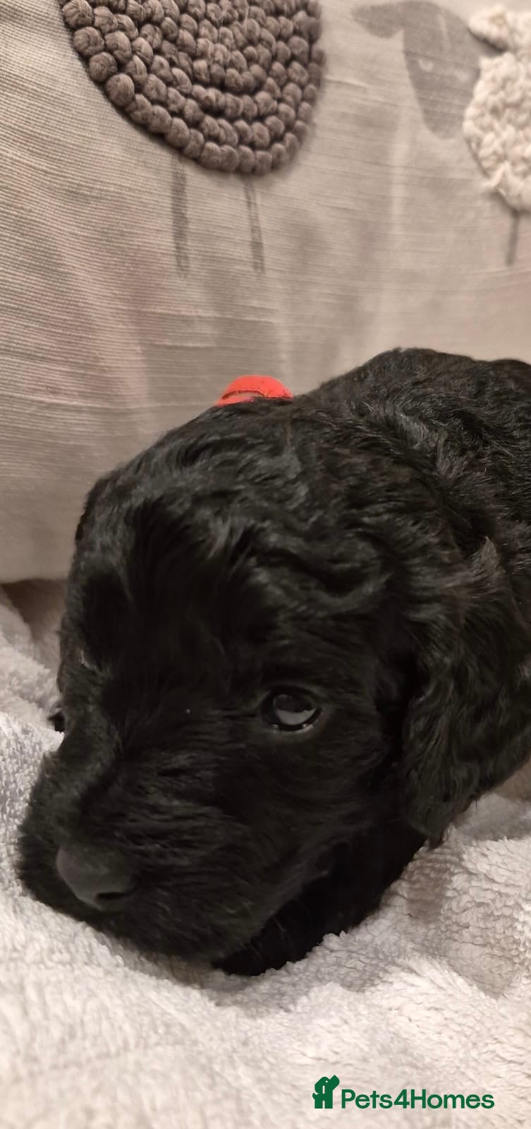 Cockapoo dogs Healthy & Happy miniature Cockapoo Puppies - Advert 7